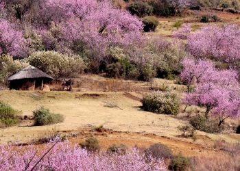 Lesotho Round Hut Peach Blossom Spring Nature Travel